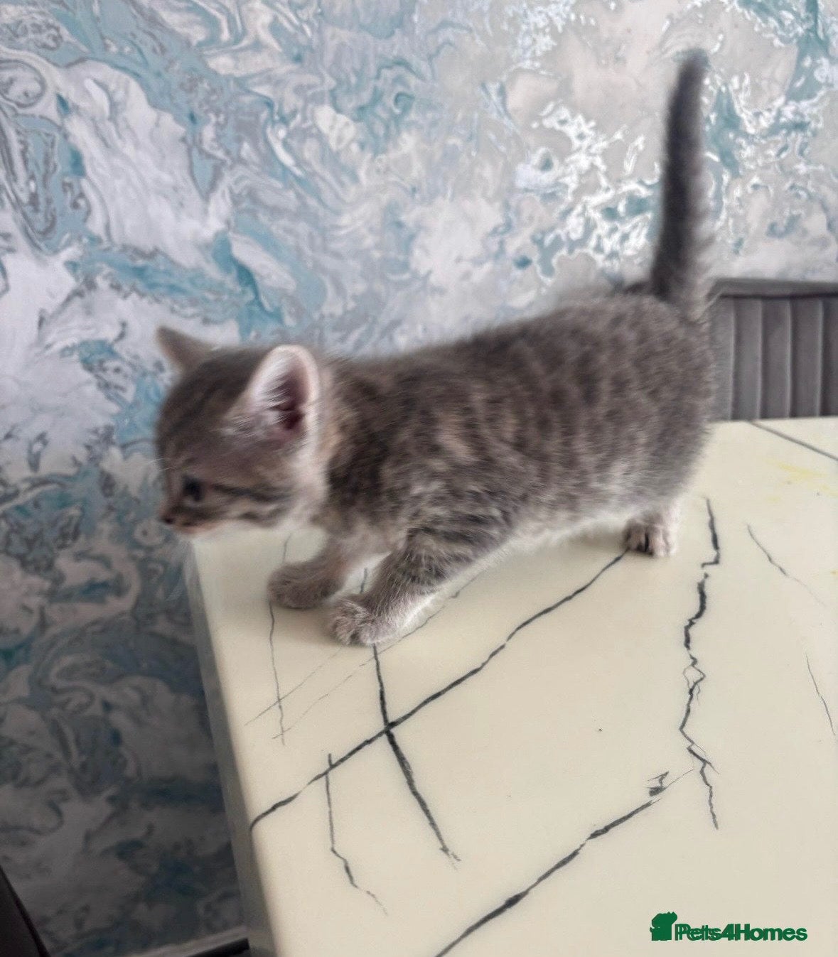 British Shorthair cats female kitten - Advert 1