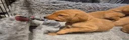 Labrador Retriever dogs for sale: Health Tested KC FoxRed Working Labrador Puppies  - Advert 6