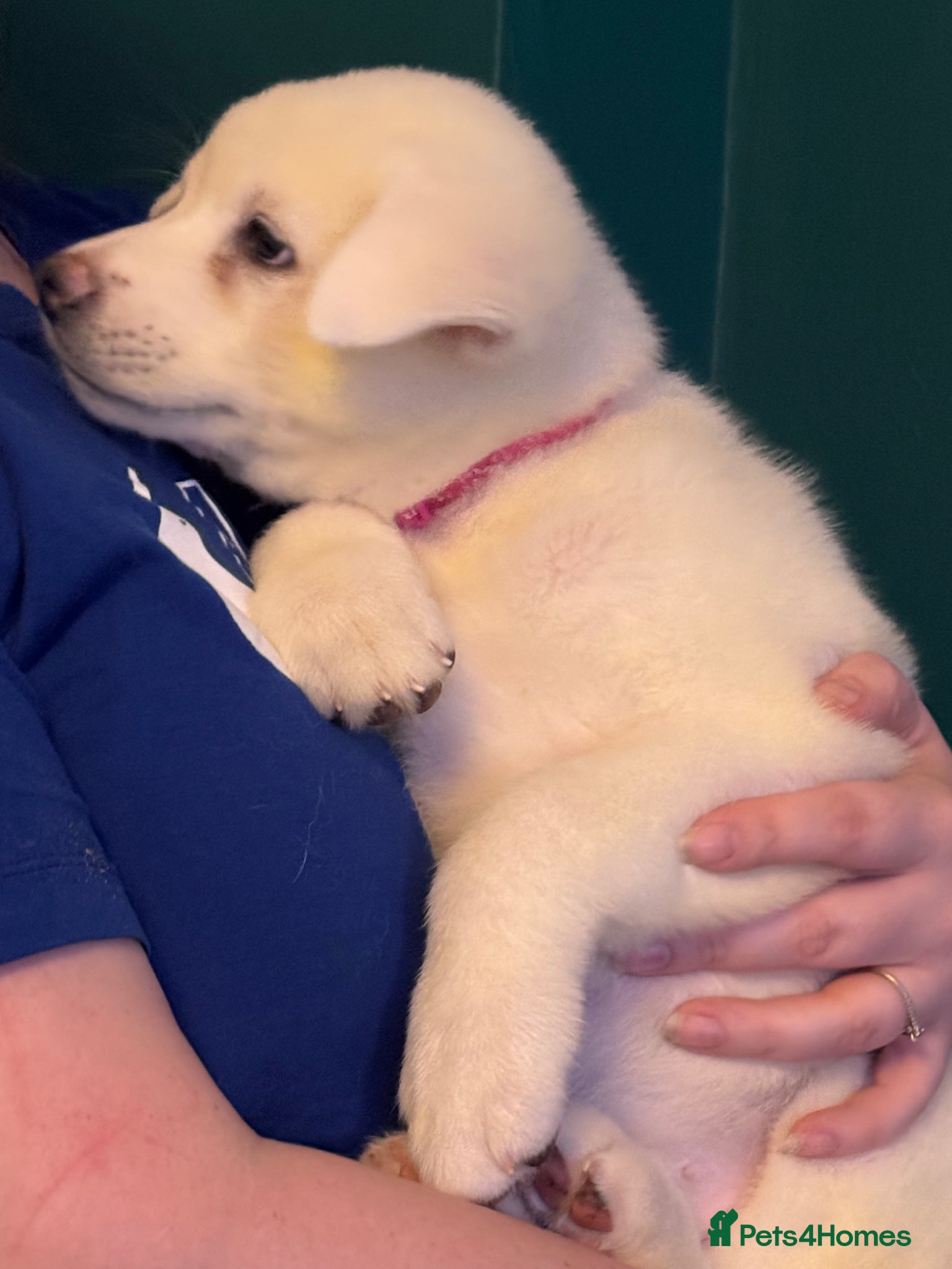 Japanese Akita Inu dogs  1 left Japanese Akita Puppies READY NOW - Advert 9