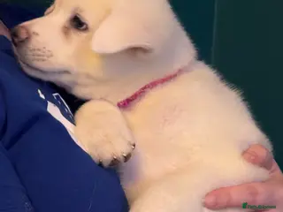 Japanese Akita Inu dogs 1 left Japanese Akita Puppies READY NOW - Advert 9