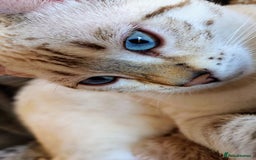 Bengal cats for sale: Platinum snow/minx leopard Bengal  - Image 3