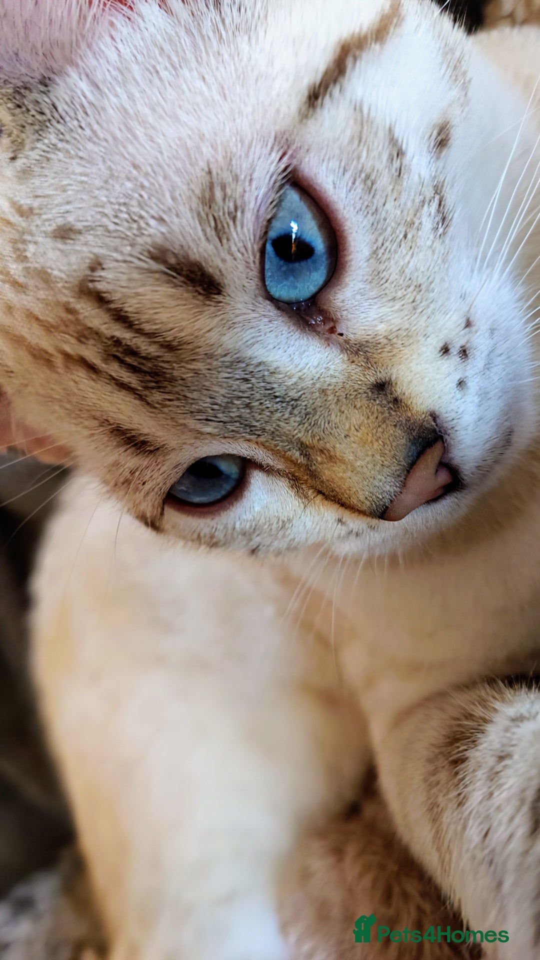 Bengal cats for sale: Platinum snow/minx leopard Bengal  - Image 3