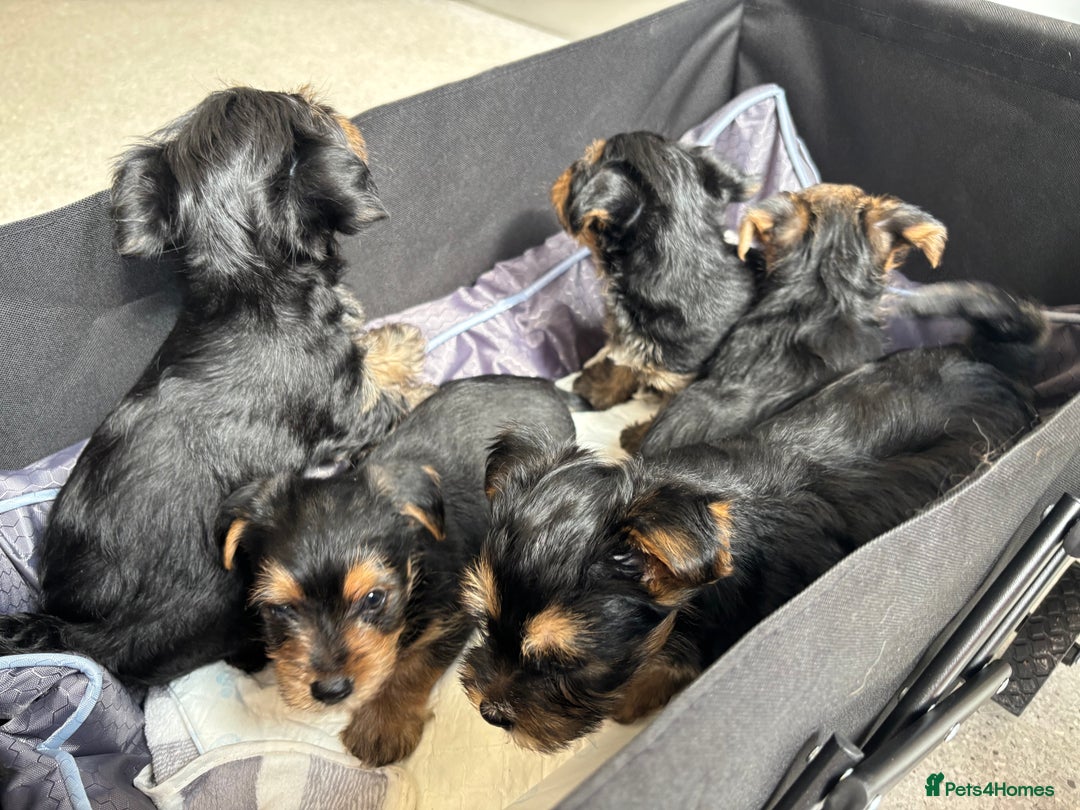 Mixed Breed dogs for sale: Shorkie pup for sale last boy READ DESCRIPTION  - Image 5