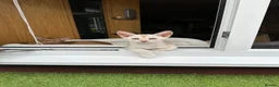 Abyssinian cats for sale: Silver Abyssinian kittens  - Advert 24