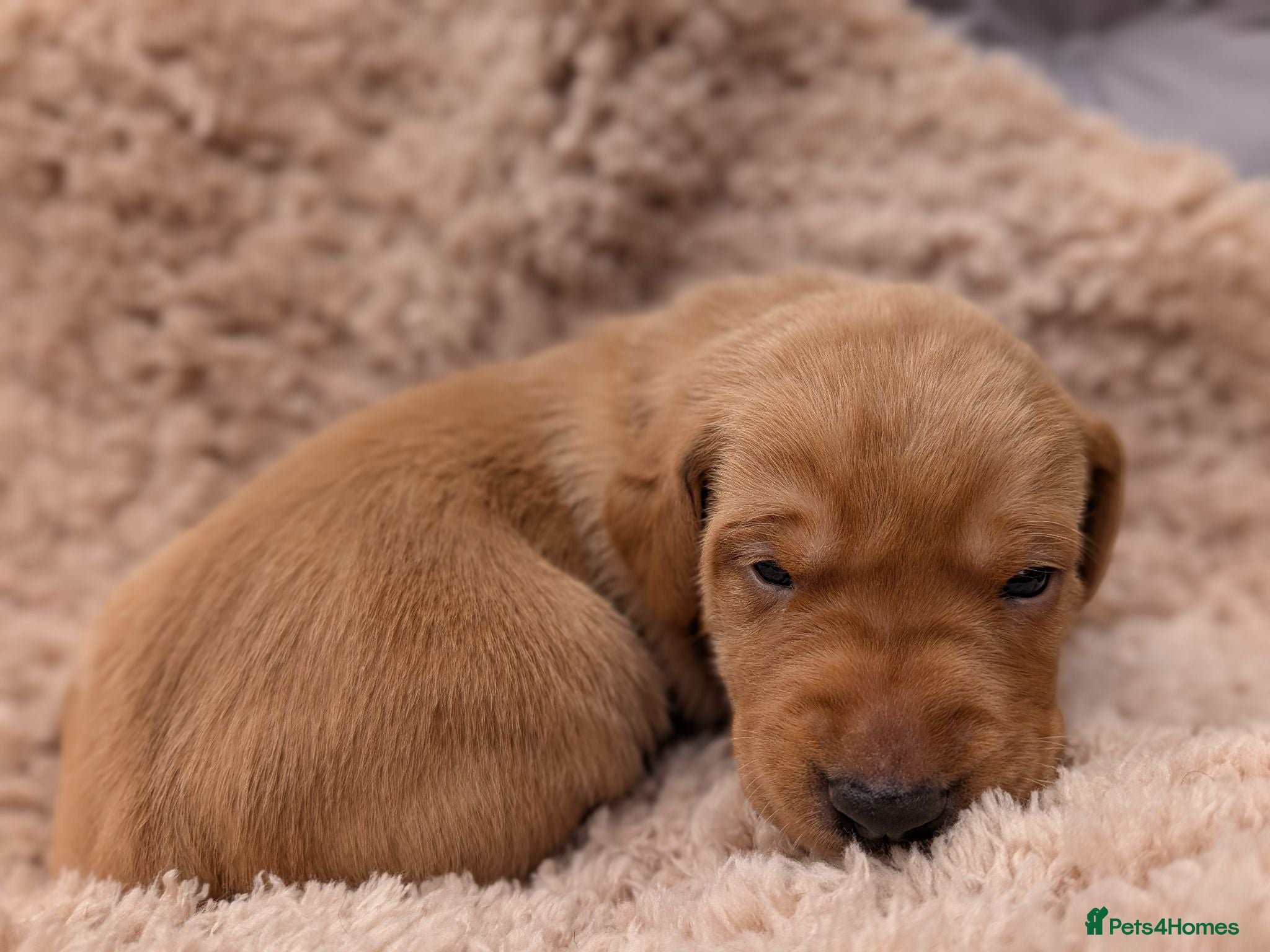 Mixed Breed dogs Vizslador Puppies (Vizsla X Black Lab) - Advert 2
