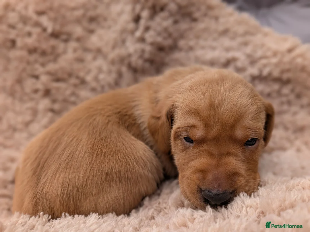 Mixed Breed dogs for sale: Vizslador Puppies (Vizsla X Black Lab) in Yelverton - Advert 2