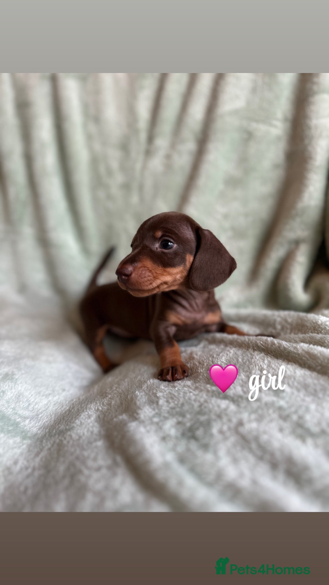 Miniature Dachshund dogs 🐾exceptional KC REGISTERED PRA clear  - Advert 2