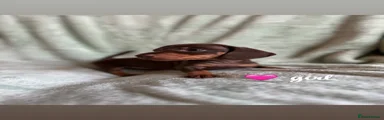 Miniature Dachshund 3