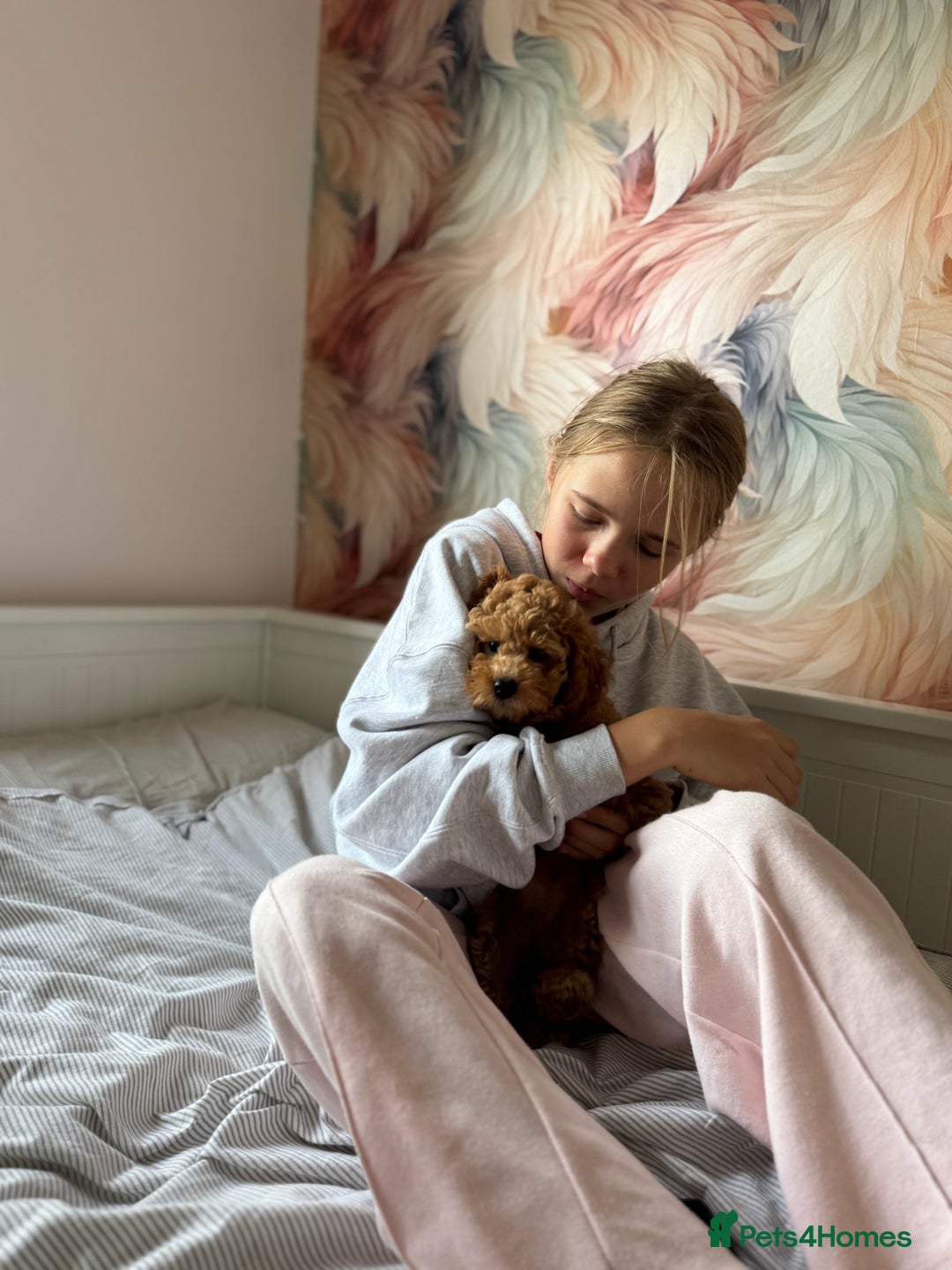 Toy Poodle dogs for sale: 🐶 Toy Poodle Puppy Girl–Ready for the home! - Image 1