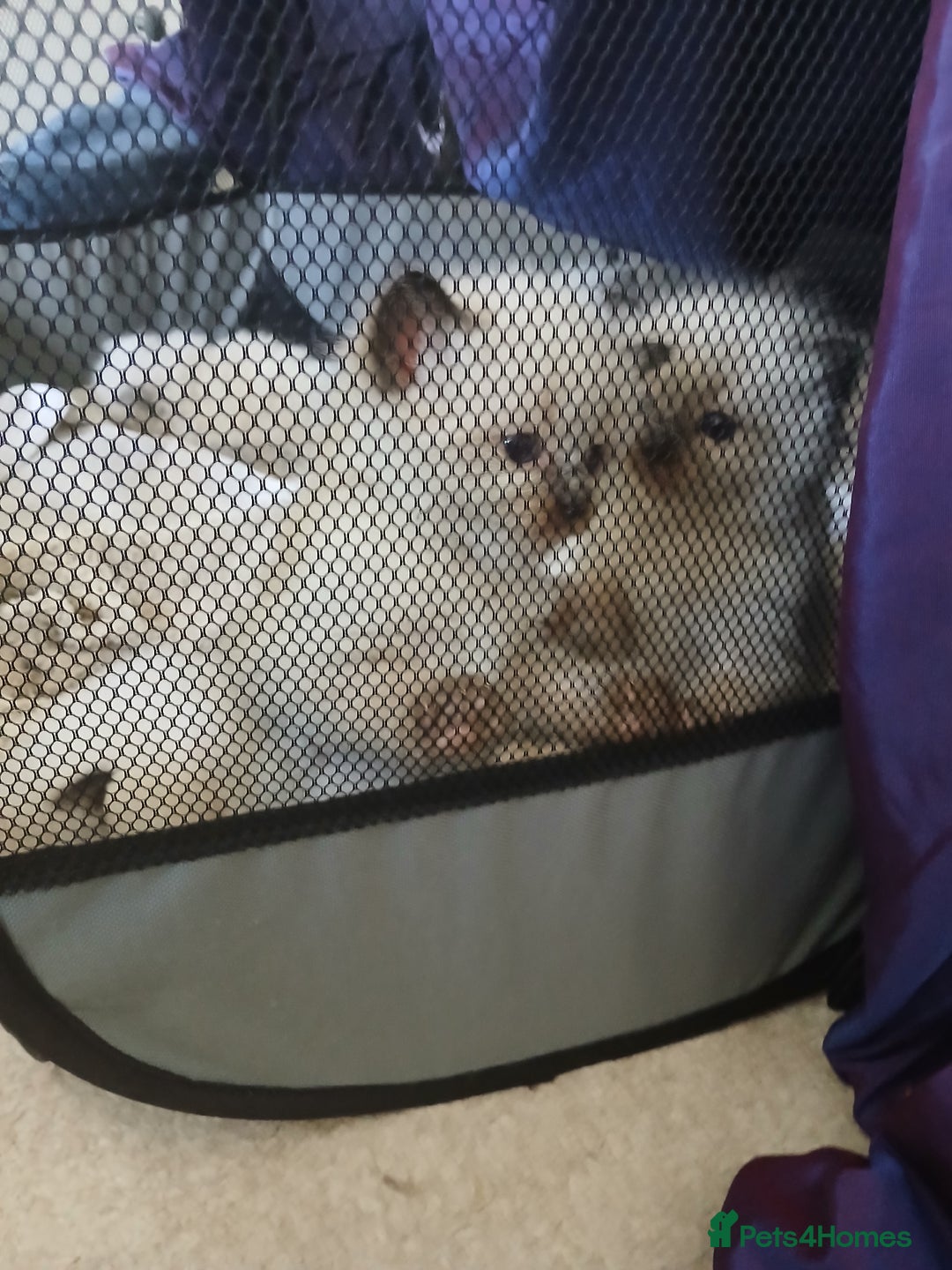 Ragdoll cats for sale: 6 Adorable 1/2 Pedigree Ragdoll Kittens 💗  - Advert 19