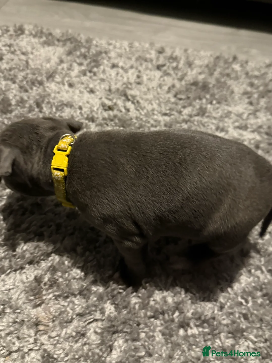 Staffordshire Bull Terrier dogs for sale: 1 female  Blue Staffordshire bull terrier staffy - Advert 35