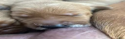 Labrador Retriever dogs for sale: Beautiful Fox Red Labrador Puppies in Wellington - Advert 5