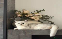 British Shorthair cats for sale: Beautiful BSH Silver Tipped female cat - Image 2