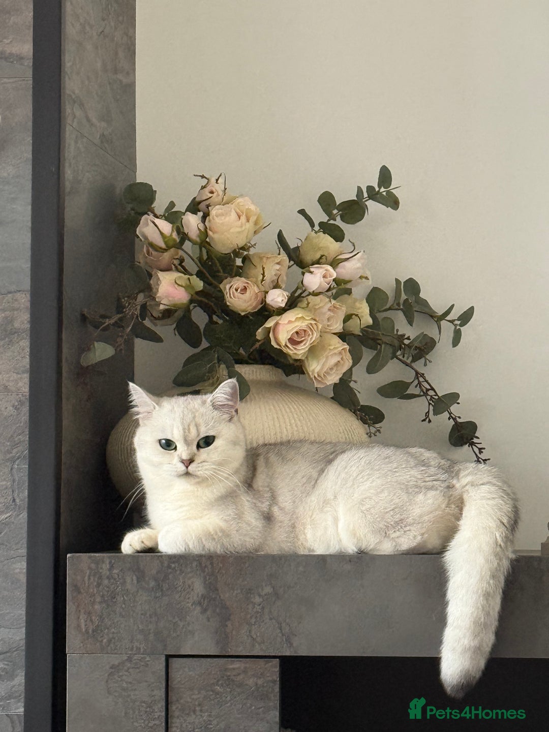 British Shorthair cats for sale: Beautiful BSH Silver Tipped female cat - Image 2