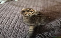 Scottish Fold cats for sale: TICA registered Scottish Fold ready to collect  - Image 20