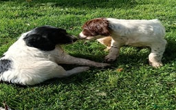 Mixed Breed dogs for sale: Fen Spaniels -Korthols x Eng Springer Spaniel  - Image 5