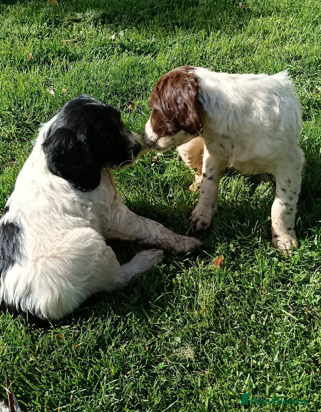 Mixed Breed dogs for sale: Fen Spaniels -Korthols x Eng Springer Spaniel  - Image 5