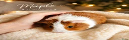 Guinea Pig rodents for sale: 🐹 Female Guinea Pigs Looking for Forever Homes 🐹 - Advert 11