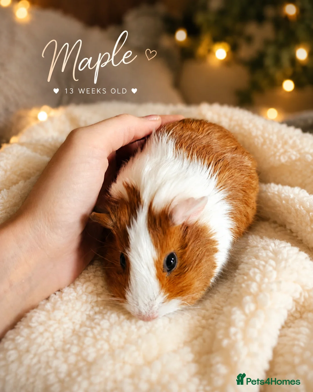 Guinea Pig rodents for sale: 🐹 Female Guinea Pigs Looking for Forever Homes 🐹 - Advert 11