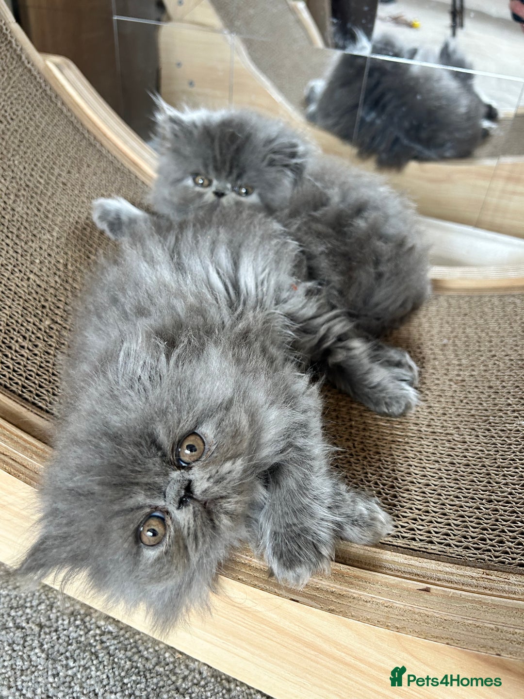 Persian cats for sale:  Persian Queen-Active. American Bloodlines, GCCF. - Advert 16