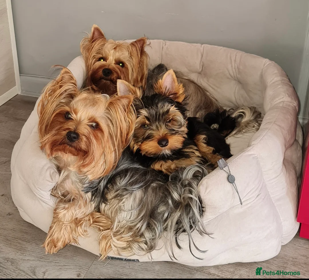 Yorkshire Terrier dogs for sale: Pedigree miniature Yorkshire terriers puppies  - Advert 2