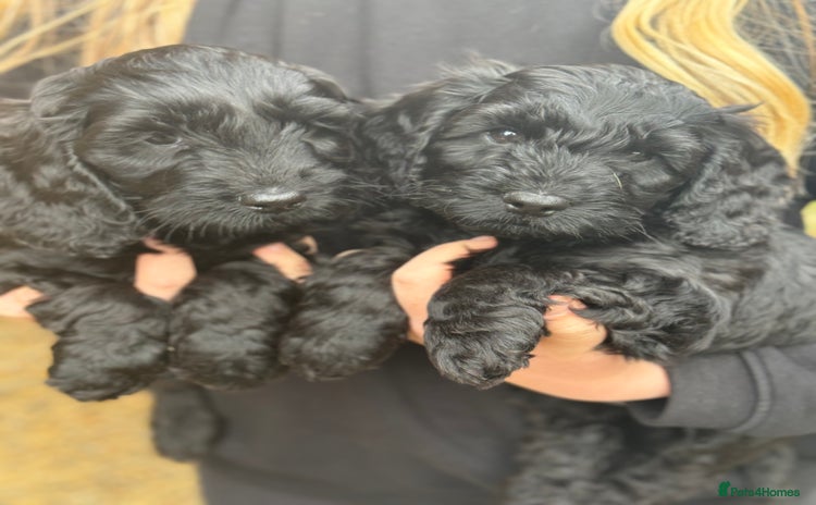 Cockapoo dogs - Advert 11
