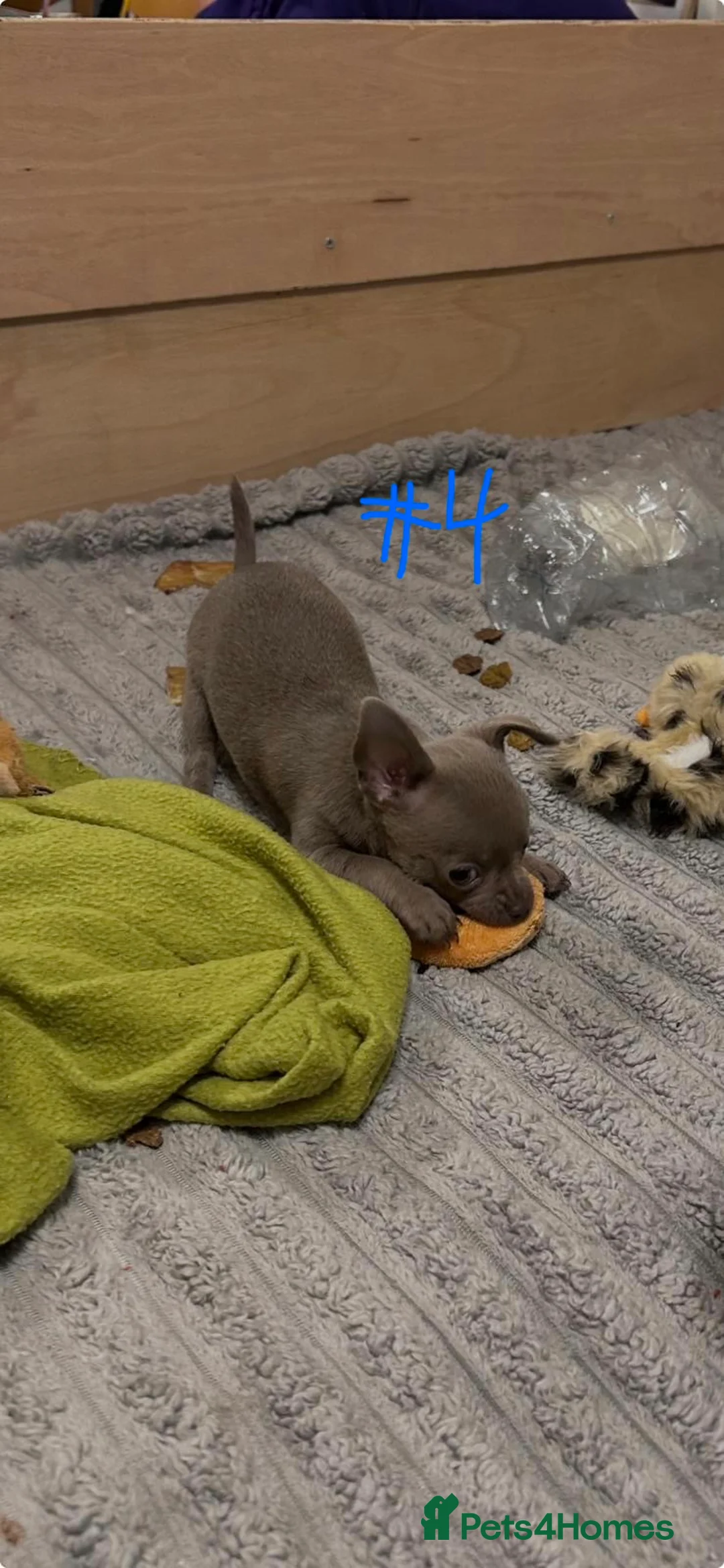Chihuahua dogs for sale: KC Reg short-hair Chihuahua apple-headed puppies - Advert 29