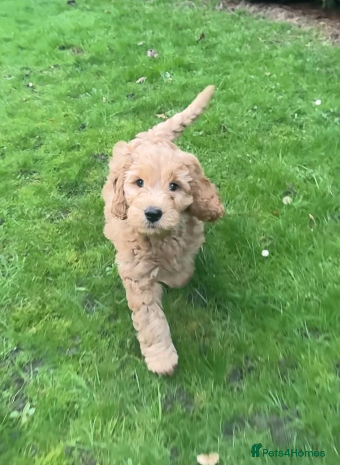 Mini Goldendoodle dogs Miniature Golden Doodle Puppies - Advert 6