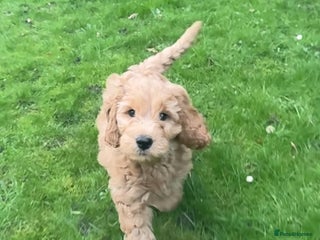 Mini Goldendoodle dogs Miniature Golden Doodle Puppies - Advert 6