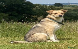 Mixed Breed dogs for adoption: Winter ❄️  - Image 7