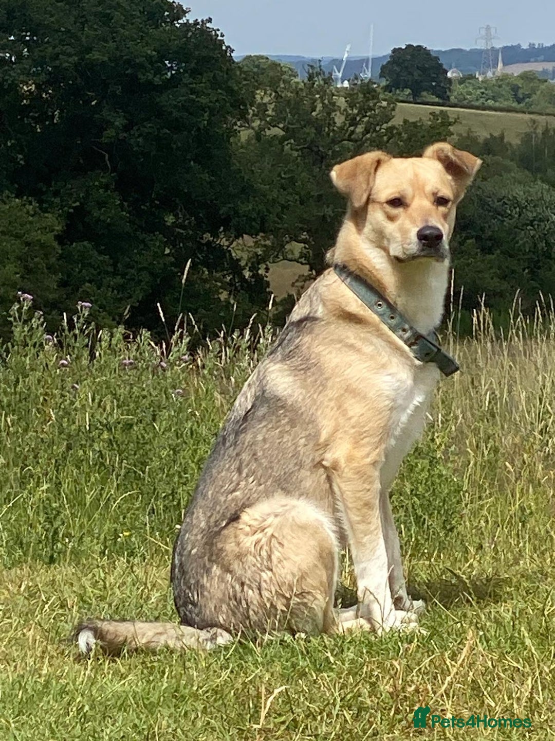 Mixed Breed dogs for adoption: Winter ❄️  - Image 7