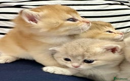British Shorthair cats for sale: British Shorthair Golden & Bluegolden kitten GCCF - Image 8