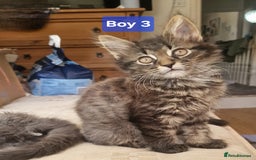 Maine Coon cats for sale: Gorgeous Half Maine Coon Boys and Girls  - Image 17