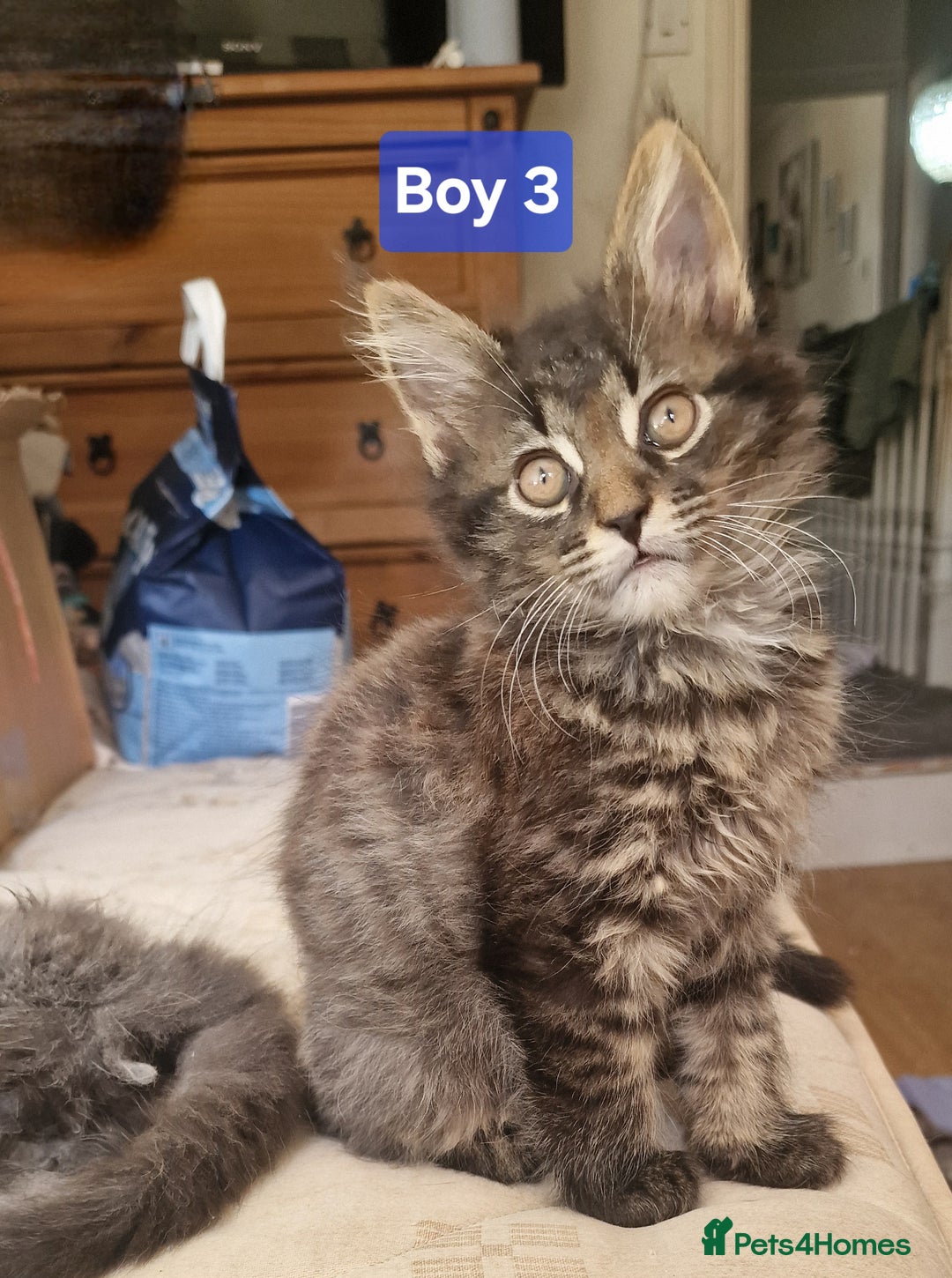 Maine Coon cats for sale: Gorgeous Half Maine Coon Boys and Girls  - Image 17