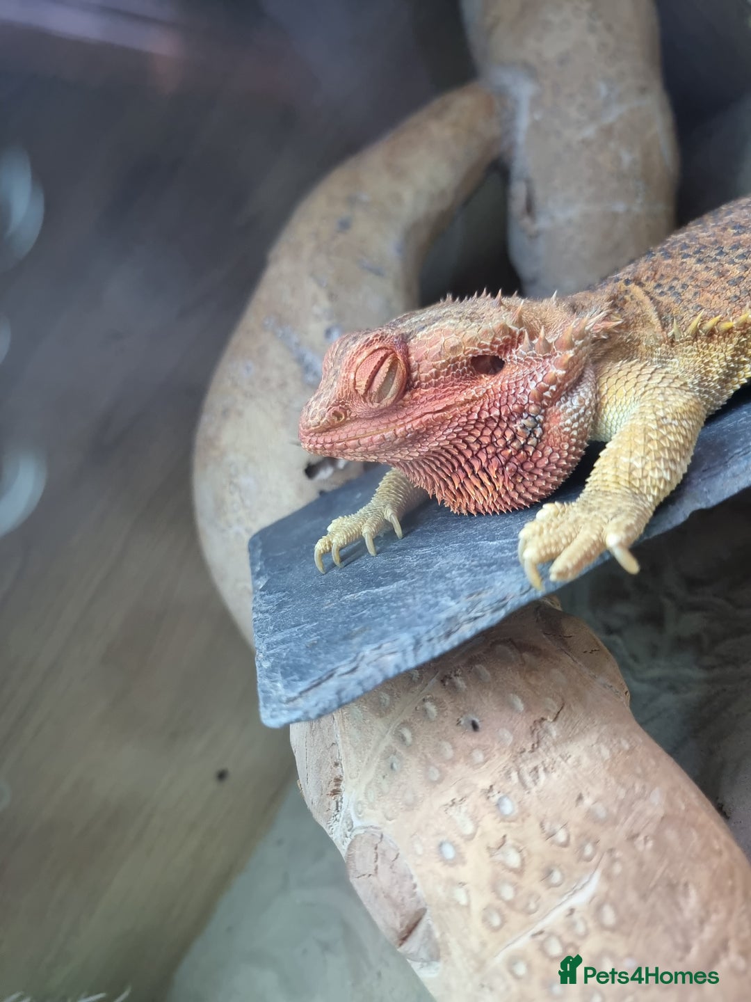 Bearded Dragon reptiles for sale: Bearded dragon and setup looking to be rehomed - Advert 8
