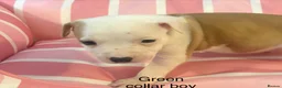 Staffordshire Bull Terrier dogs for sale: Stunning litter of Staffies  - Advert 23