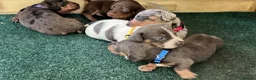 Miniature Dachshund dogs for sale: True Miniature dachshund last boy last girl  - Advert 16