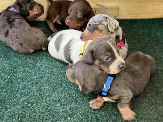 Miniature Dachshund dogs Miniature dachshund - Advert 2