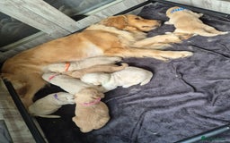 Golden Retriever dogs for sale: 7 Gorgeous golden retrievers puppies - Image 12