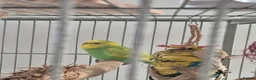 Budgerigars birds for sale: Young Male Budgie - Advert 4