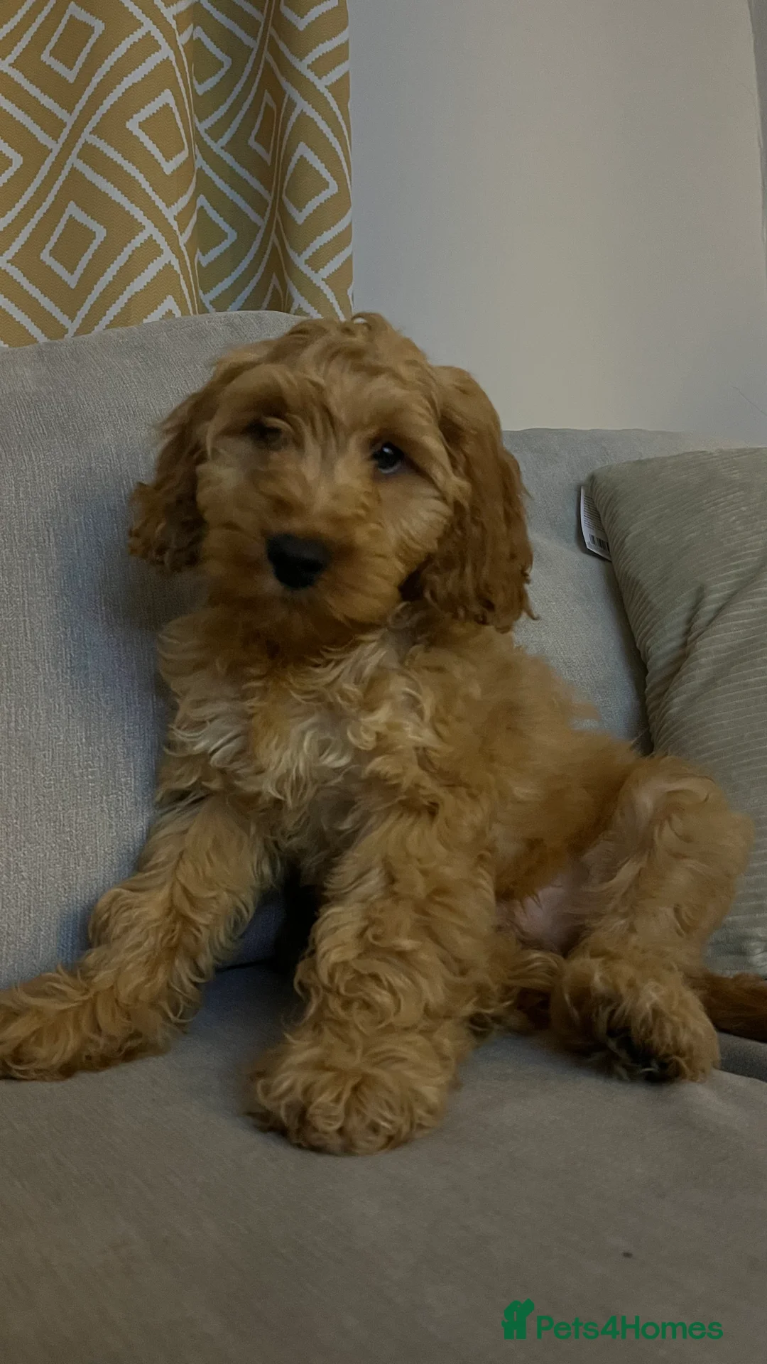 Cockapoo dogs for sale: Cockapoo puppy  - Advert 8