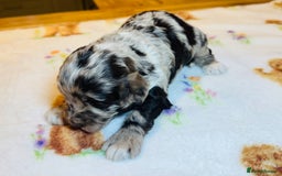Cockapoo dogs for sale: Chocolate & Chocolate Merle Cockapoo Babies 🐾🐾🐾 - Image 5
