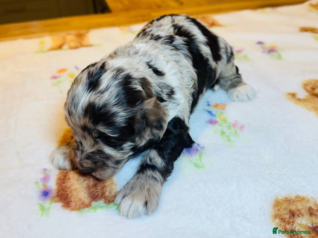Cockapoo dogs for sale: Chocolate & Chocolate Merle Cockapoo Babies 🐾🐾🐾 - Image 5
