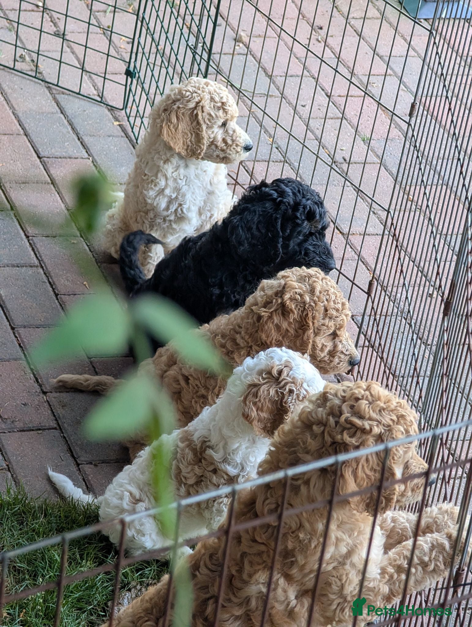 Goldendoodle dogs 🐾 Beautiful Standard Goldendoodle Puppies 🐾 - Advert 2