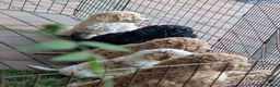 Goldendoodle dogs for sale: 🐾 Beautiful Standard Goldendoodle Puppies 🐾 - Advert 8