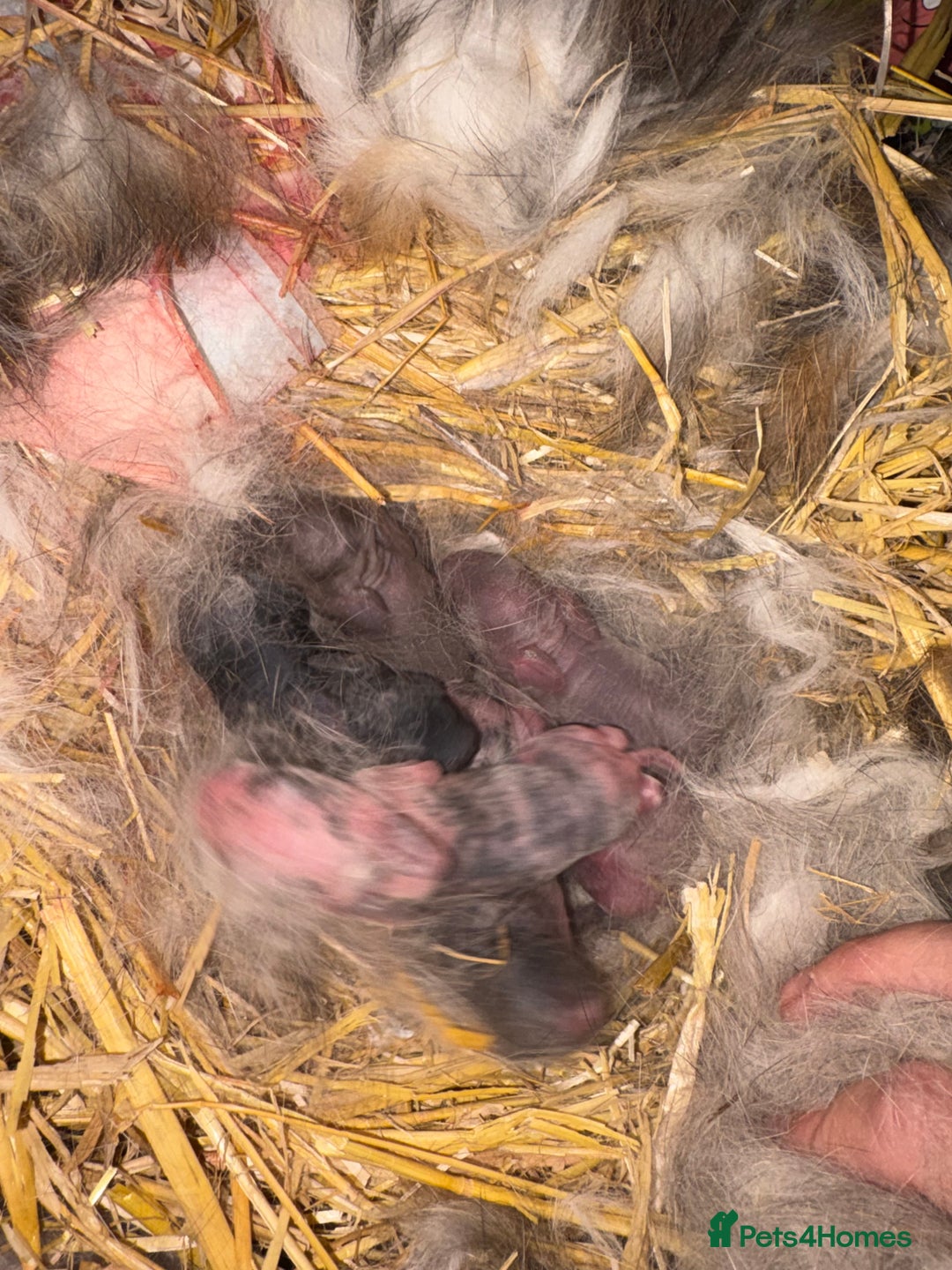 Mini Lop rabbits for sale: Mini Lop Kits  - Advert 2