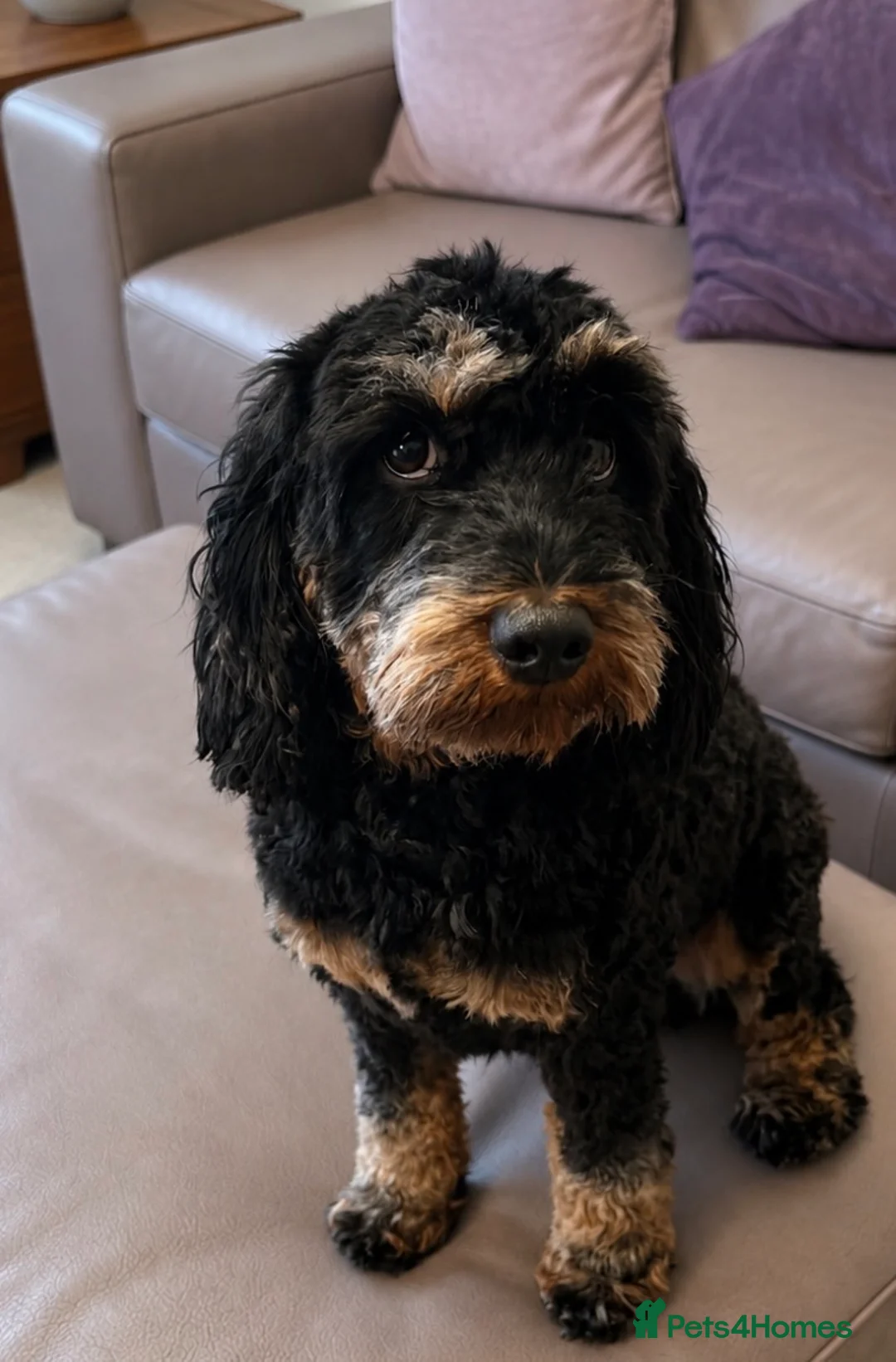 Cavapoo dogs for sale: Cavapoo’s in Walsall - Advert 2