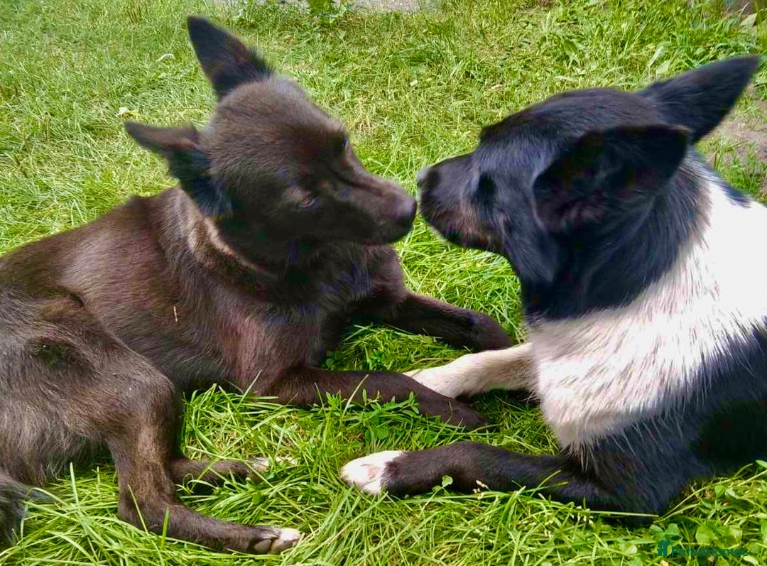 Border Collie dogs for adoption: Marta’s Story: Rescued Minutes Before Death - Image 5