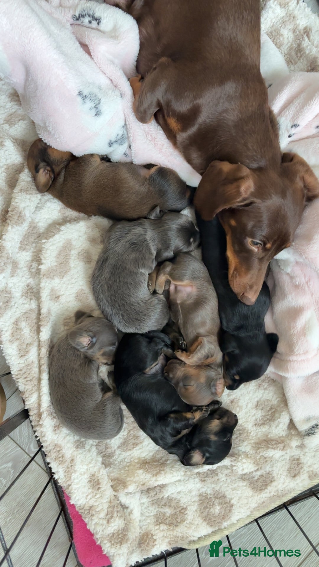 Miniature Dachshund dogs for sale: Miniature shaded red boy available now  - Advert 1