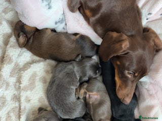 Miniature Dachshund dogs Miniature shaded red boy available now - Advert 2